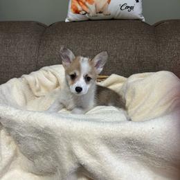 Pick will be in the order the deposit is made - Red female Pembroke Welsh Corgi puppy in Urbana, Ohio from Edgewood Farm and Kennel