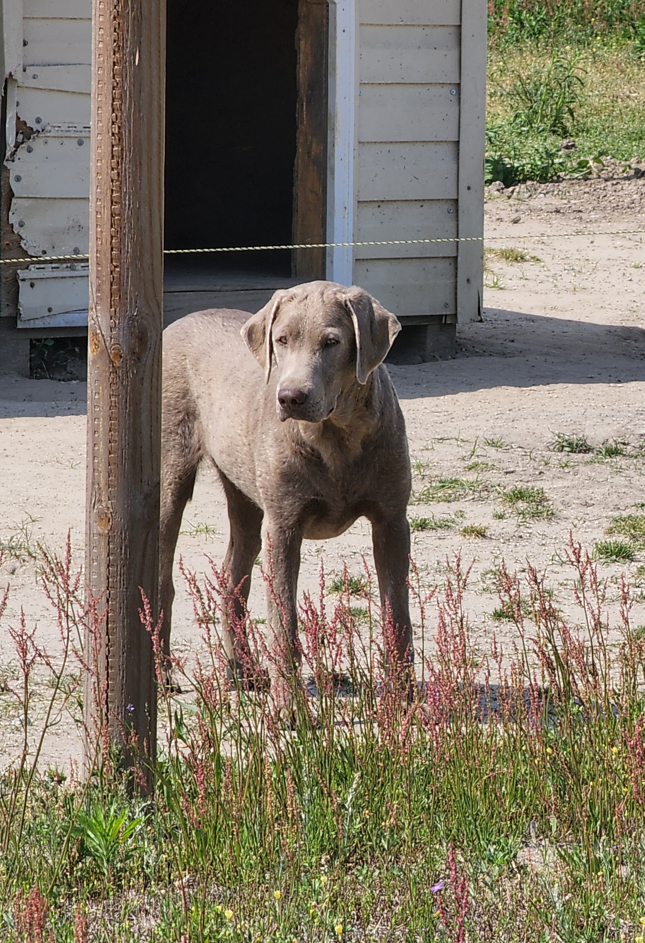 Onna - Labrador Retriever