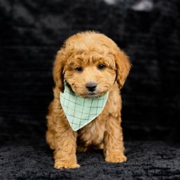 Boy 1 - Red  Goldendoodle puppy in Riverton, Utah from Utah Doodlebug