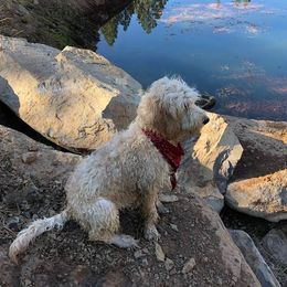 Goldendoodles from Wolf Ridge Ranch