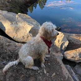 Goldendoodles from Wolf Ridge Ranch