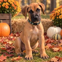 Puppy 2 - Fawn male Great Dane puppy in Ocala, Florida from Oak Haven Great Danes