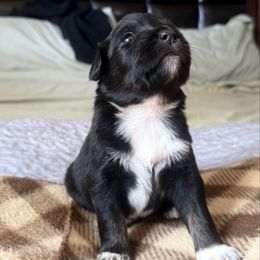 Cocoa - Black tri female Miniature Australian Shepherd puppy in Bartow, Florida from Peace Creek Aussies