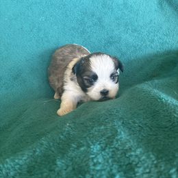 Boy 1 - Sable and white male Shih Tzu puppy in Carthage, Missouri from Rocking H Dogs