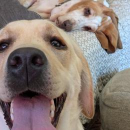 Labrador Retriever Puppies from Cougar Creek