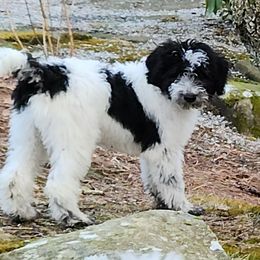 Boy 4 - Parti Double Doodle puppy in Glenville, North Carolina from Breedlove Mtn Doodles