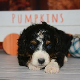 Male 1 - Tri-color male Bernedoodle puppy in Moulton, Iowa from Shondel Puppy Paws