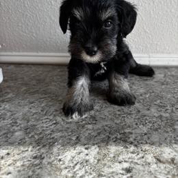 Girl 3 - Black and silver female Miniature Schnauzer puppy in Houston, Texas from Silver Paw Ranch
