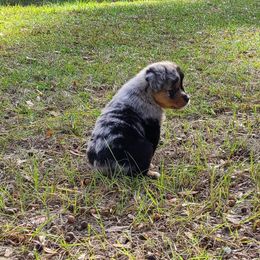 Toy Australian Shepherd Puppies from Beasley Acres Aussies