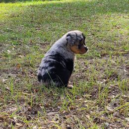 Toy Australian Shepherd Puppies from Beasley Acres Aussies