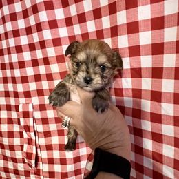 Maltese, Morkie, and Yorkshire Terrier Puppies from California AKC Maltese & Yorkies