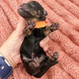 Orange boy 4000 LH color to be determined Black or brindle - Black male Dachshund puppy in Fenton, Michigan from Always Darling Dachshunds