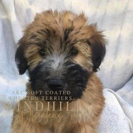 French Bulldog and Soft Coated Wheaten Terrier Puppies from Windhill Wheatens