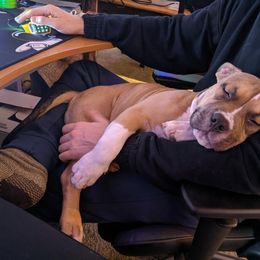 American Bully Puppies from Shooting Star Bullies