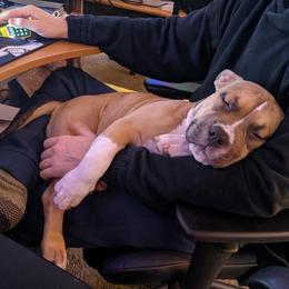 American Bully Puppies from Shooting Star Bullies