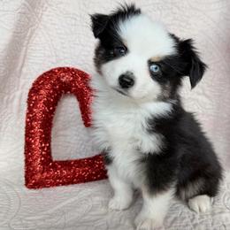 Vixen - Black tri male Toy Australian Shepherd puppy in Aurora, Missouri from Sweet Peach Puppies