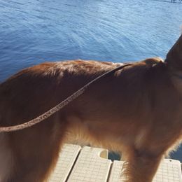 Golden Retriever All Grown Up from Brigadoon Goldens