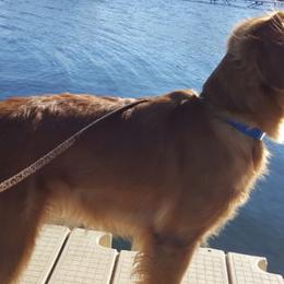 Golden Retriever All Grown Up from Brigadoon Goldens