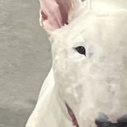 Bull Terriers from Weekley Bull Terriers