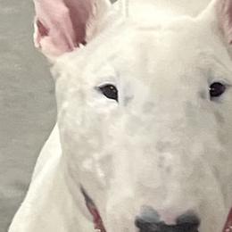 Bull Terriers from Weekley Bull Terriers