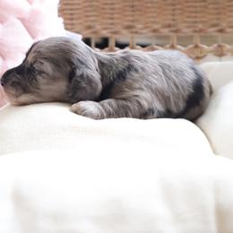 Blue collar - Dapple male Dachshund puppy in Mc Donough, Georgia from Hot Diggity Doxies