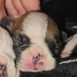 Lucy - White and fawn female French Bulldog puppy in Monterey, Louisiana from McaysKennels