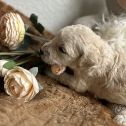 Goldendoodle Puppies from Denim & Doodles