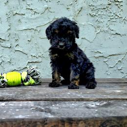 Atticus - Black male Poodle puppy in Minneapolis, Minnesota from River Park Poodles