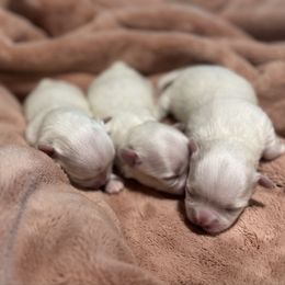 Female 1 - White Maltese puppy in Cisco, Texas from Fancy Pants Maltese