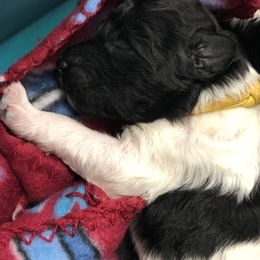 Poodle Puppies from Timber Hills Poodles and Doodles