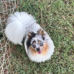 Jango - Blue parti male Pomeranian puppy in Lyons, Georgia from Its a Poms Life Kennel