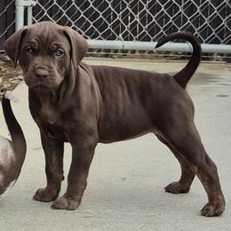 Girl 2 - Red female Catahoula Leopard Dog puppy in Prather, California from Marcee's Catahoulas