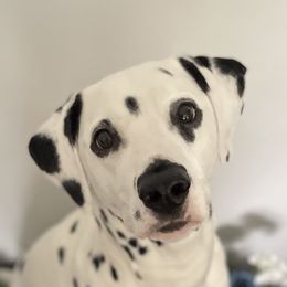 Sawyer - Dalmatian