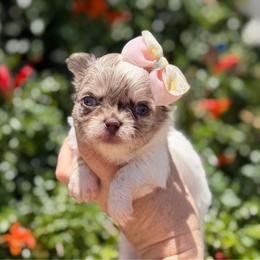 Zinnia - Merle female Chihuahua puppy in Newport Beach, California from Exotic City Pomeranians and chihuahuas