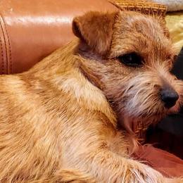 Airedale Terriers, Lakeland Terriers, and Norfolk Terriers from Hi-Kel Terrydale Lakeland Terriers and Terrydale HK Airedales & Norfolk Terriers