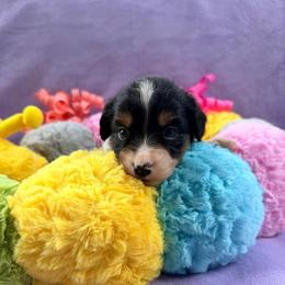 Black Tri Female 1 - Black tri female Miniature American Shepherd puppy in Connecticut from Novus Kennels