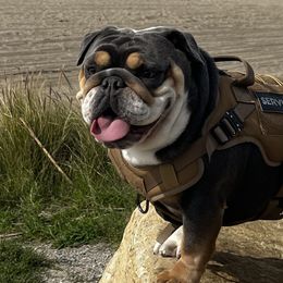 Bulldogs and French Bulldogs from Davis Family Bulldogs