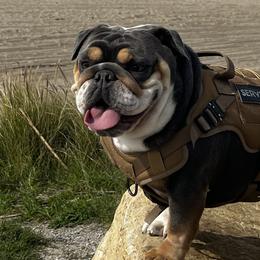 Bulldogs and French Bulldogs from Davis Family Bulldogs