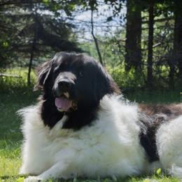 Shiloh - White and black female Newfoundland puppy in Kimball Twp, Michigan from Pine River Newfoundlands