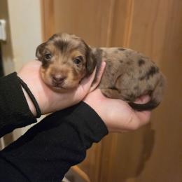 Clover - Chocolate and cream female Dachshund puppy in Grants Pass, Oregon from Redwood Dachshunds