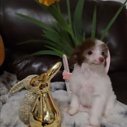 Gloria Long Star Angel - White and chocolate female Chinese Crested puppy in Amarillo, Texas from Victoria's Chinese Cresteds Long Star Angels
