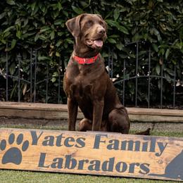 Storm - Labrador Retriever