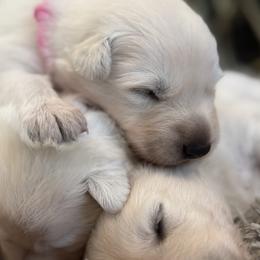 Girl 2 - White female Berger Blanc Suisse puppy in Bexar County, Texas from Scenic Creek German Shepherds and White Swiss Shepherds