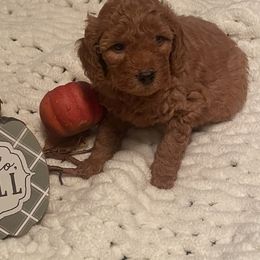 Pumpkin - Red  male Goldendoodle puppy in Graham, North Carolina from Geise Meadow Doodles