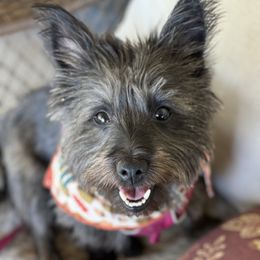 Fiona - Cairn Terrier