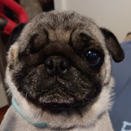 Trixie - Pug