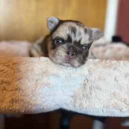 Boy 2 - Chocolate merle male Pomeranian puppy in El Sobrante, California from Little Lovers Kennels, LLC