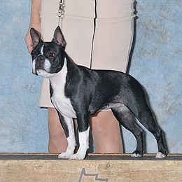 Lexi - Boston Terrier