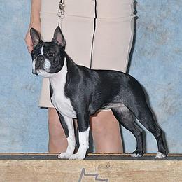 Lexi - Boston Terrier
