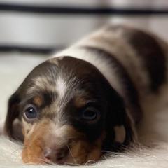 Dachshunds from Sykes Pups